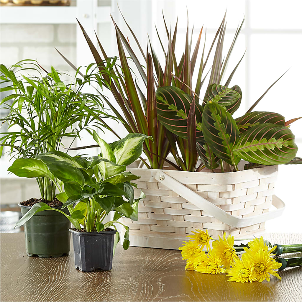 Florist Designed Blooming and Green Plants in a Basket – Depot Des Fleurs, Montreal PQ