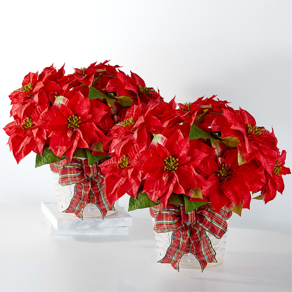 Happiest Holidays Poinsettia Bundle – Depot Des Fleurs, Montreal PQ
