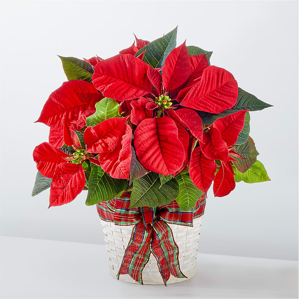 Happiest Holidays Poinsettia – Depot Des Fleurs, Montreal PQ