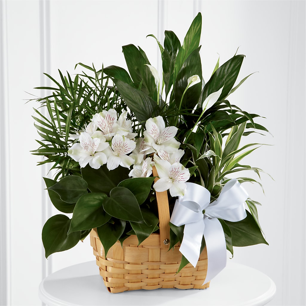 Peace & Serenity Dishgarden – Depot Des Fleurs, Montreal PQ