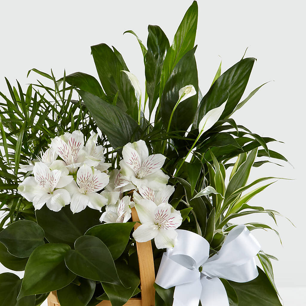 Peace & Serenity Dishgarden – Depot Des Fleurs, Montreal PQ