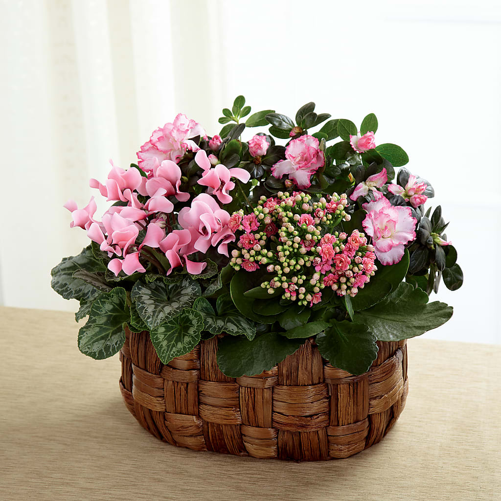 Pink Assortment – Depot Des Fleurs, Montreal PQ