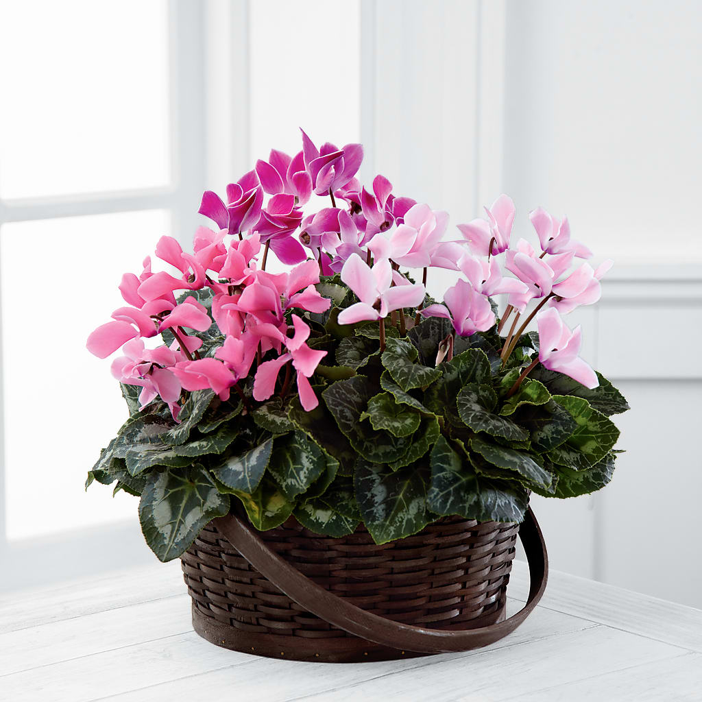 Mixed Cyclamen Planter – Depot Des Fleurs, Montreal PQ