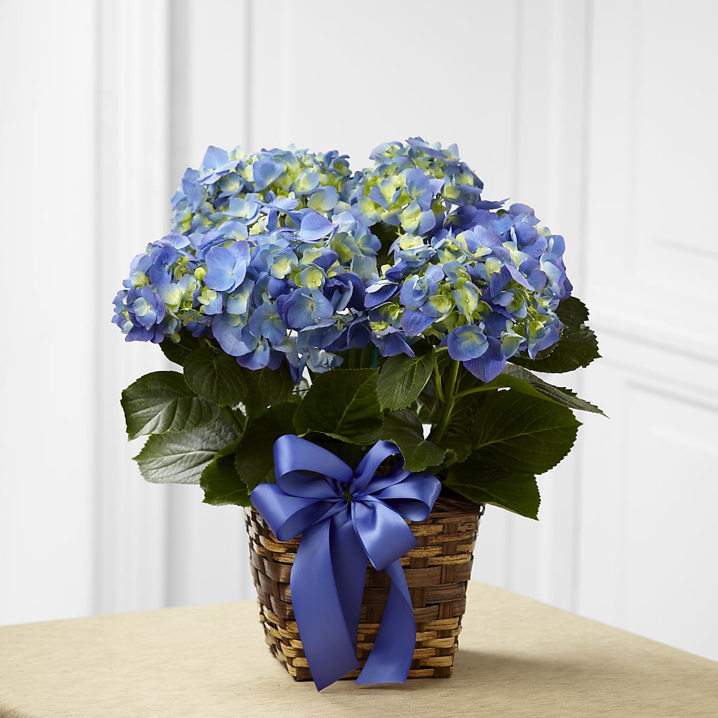 Blue Hydrangea Planter – Depot Des Fleurs, Montreal PQ