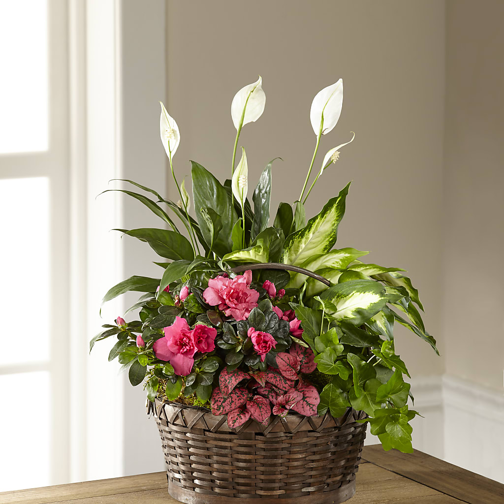 Dream in Pink Dishgarden – Depot Des Fleurs, Montreal PQ