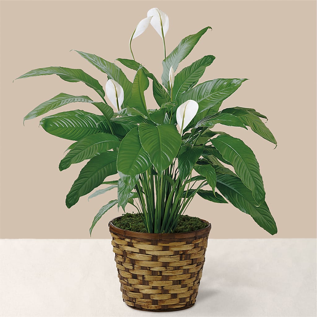 Tranquil Moments Peace Lily Plant – Depot Des Fleurs, Montreal PQ