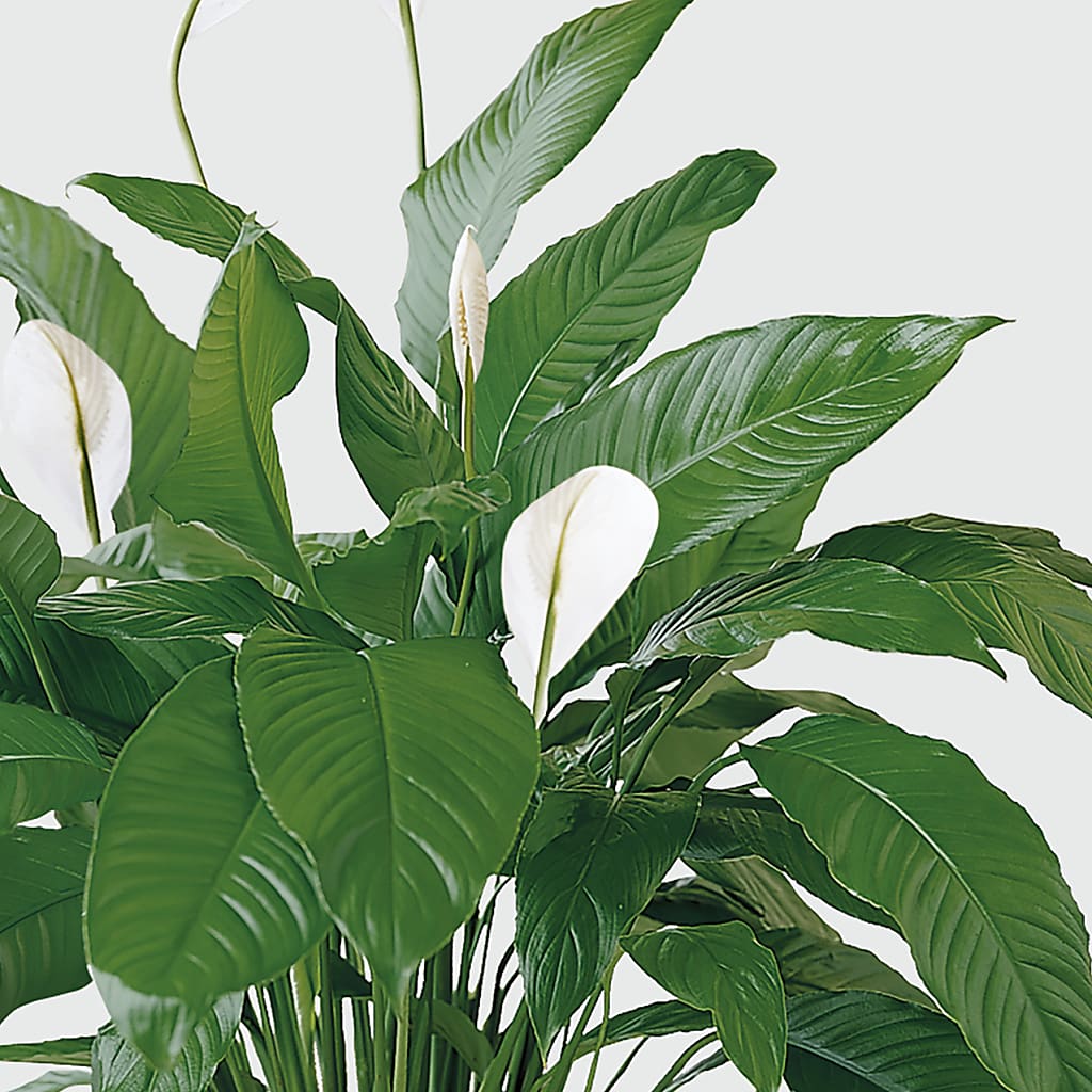 Tranquil Moments Peace Lily Plant – Depot Des Fleurs, Montreal PQ