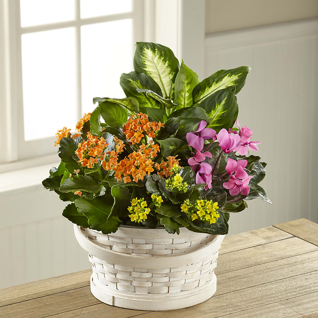 Color Crush Dishgarden – Depot Des Fleurs, Montreal PQ
