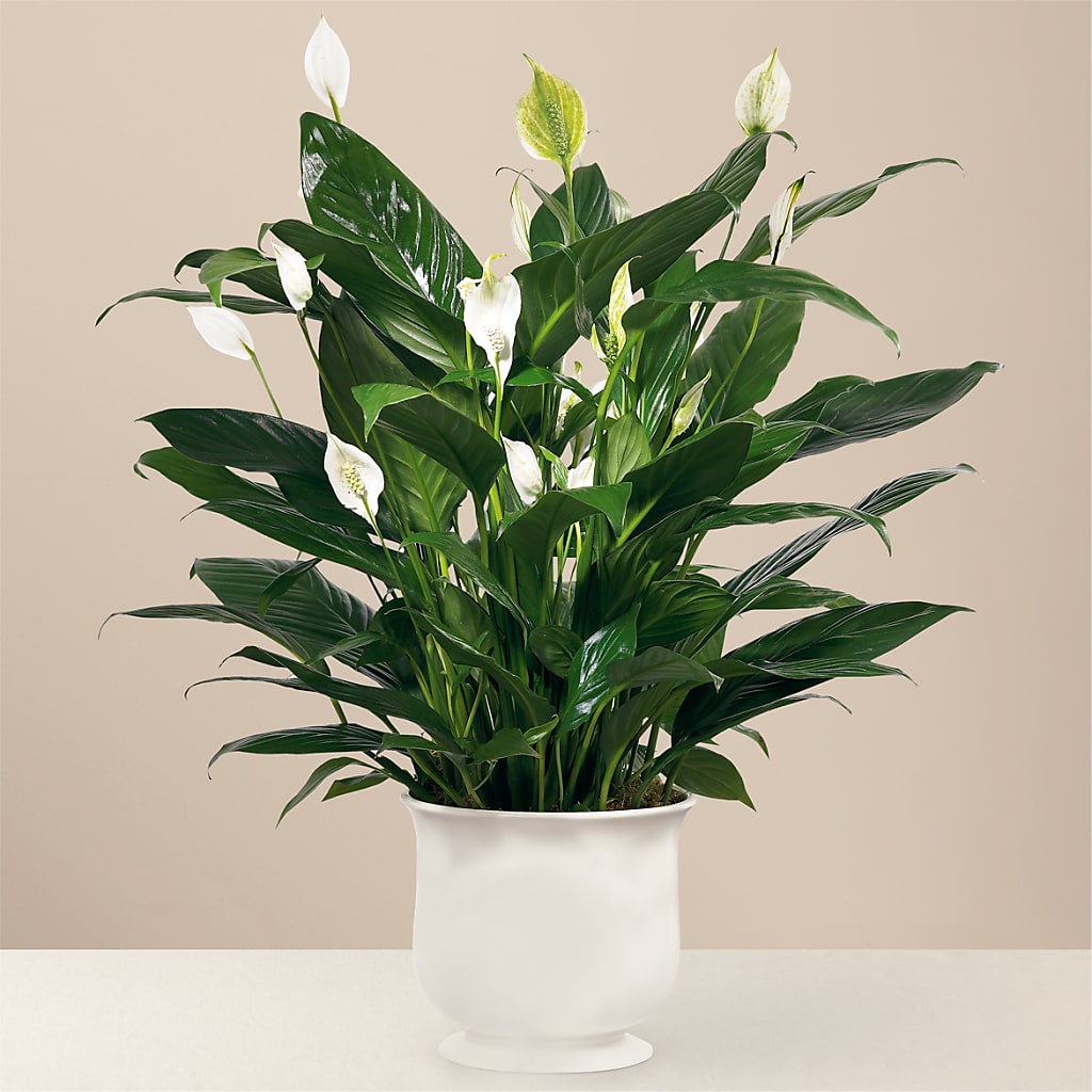 Comfort Planter – Depot Des Fleurs, Montreal PQ