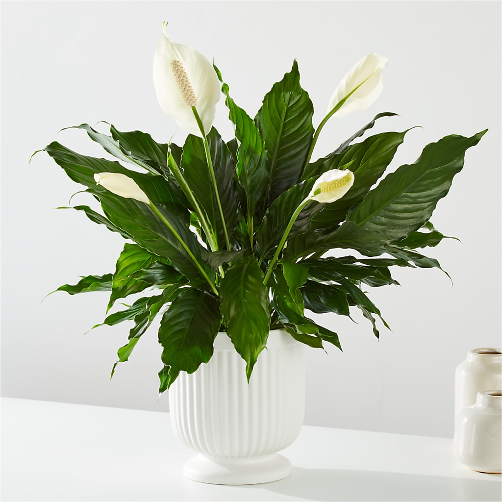 Comfort Planter – Depot Des Fleurs, Montreal PQ