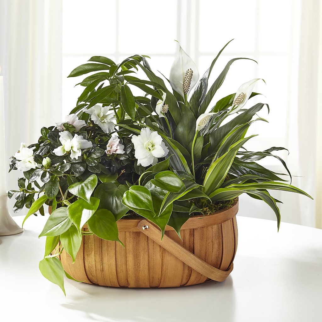 Serene Dishgarden – Depot Des Fleurs, Montreal PQ