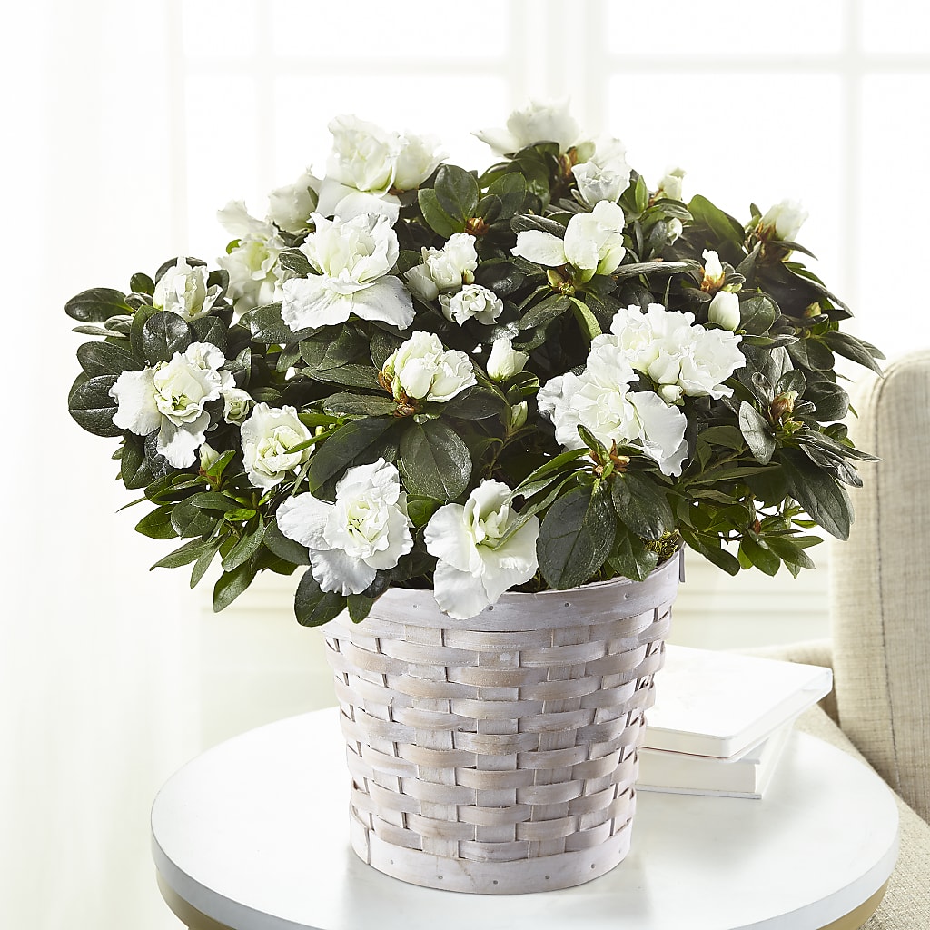White Azalea Plant – Depot Des Fleurs, Montreal PQ