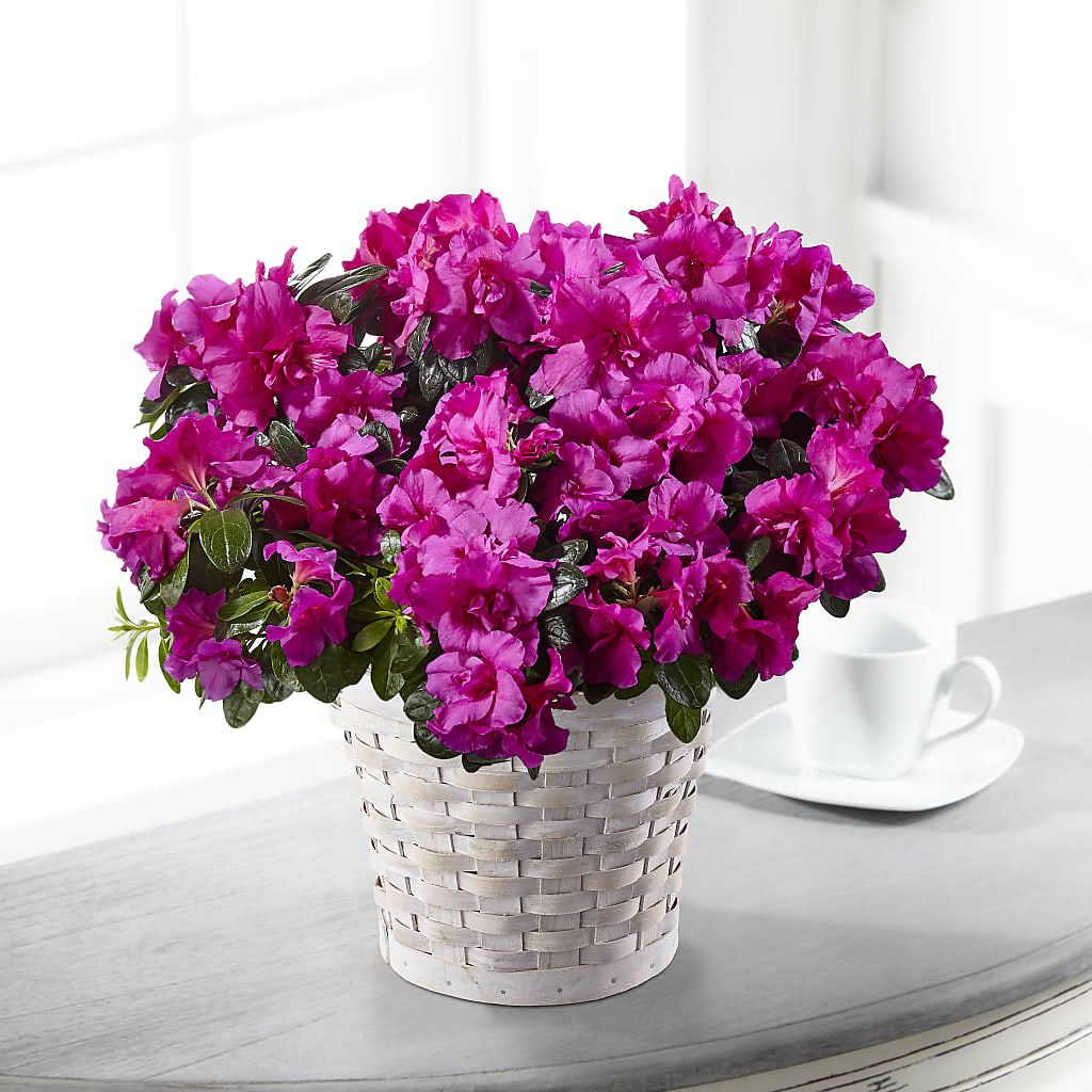 Hope & Serenity Azalea Plant – Depot Des Fleurs, Montreal PQ