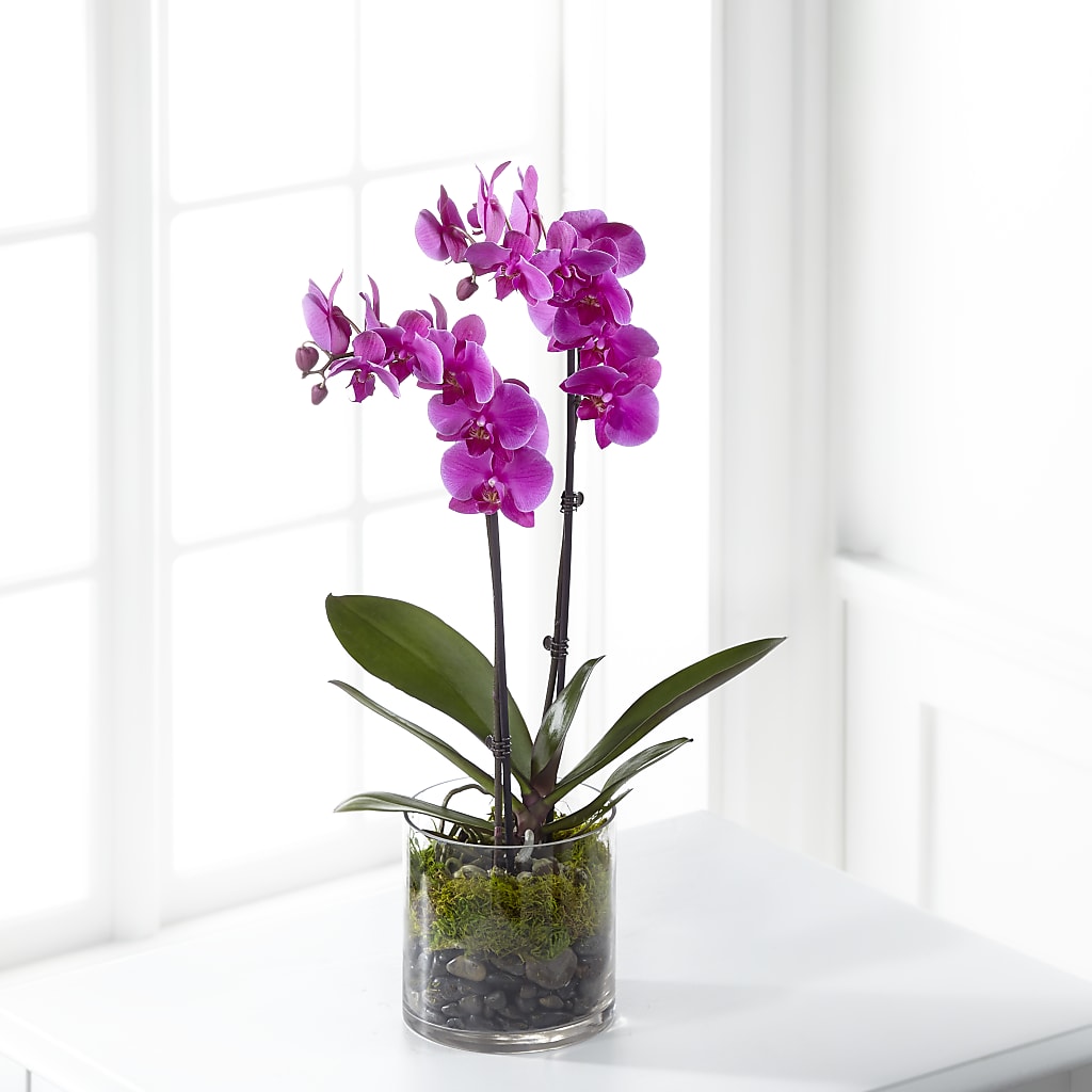 Pink Orchid Plant – Depot Des Fleurs, Montreal PQ