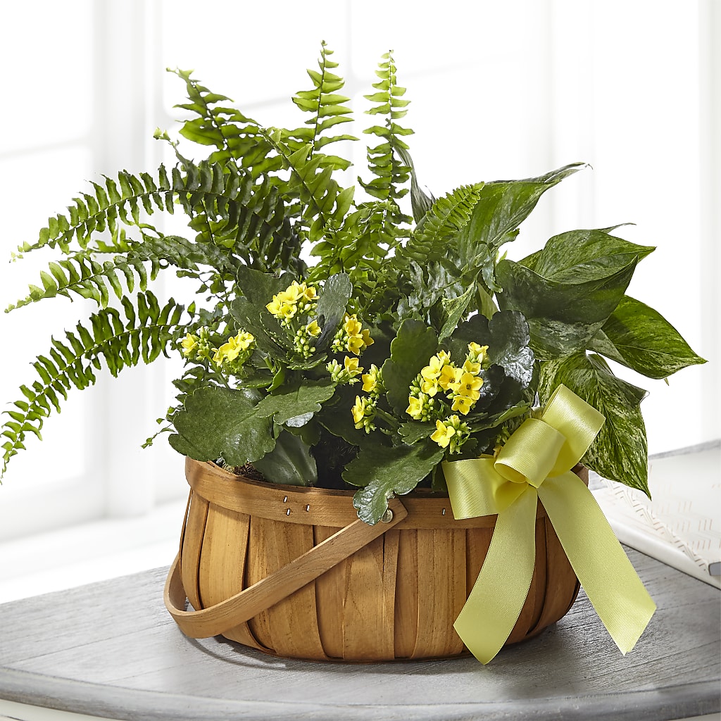 Always Dear Dishgarden – Depot Des Fleurs, Montreal PQ