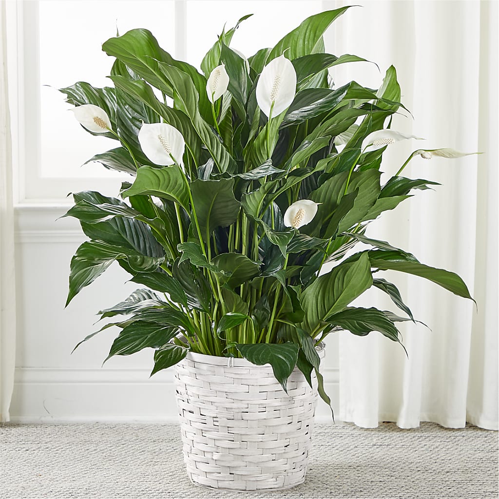 A New Leaf Peace Lily – Depot Des Fleurs, Montreal PQ