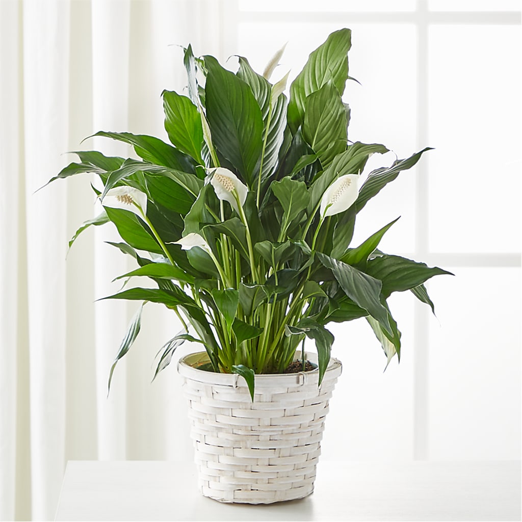 A New Leaf Peace Lily – Depot Des Fleurs, Montreal PQ