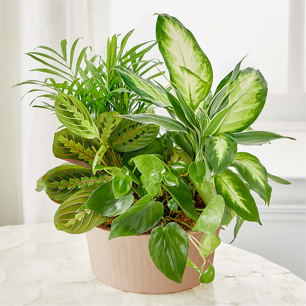 Balance & Harmony Dishgarden – Depot Des Fleurs, Montreal PQ