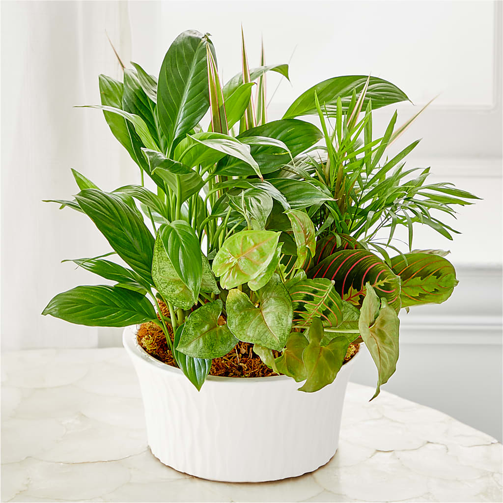 Balance & Harmony Dishgarden – Depot Des Fleurs, Montreal PQ