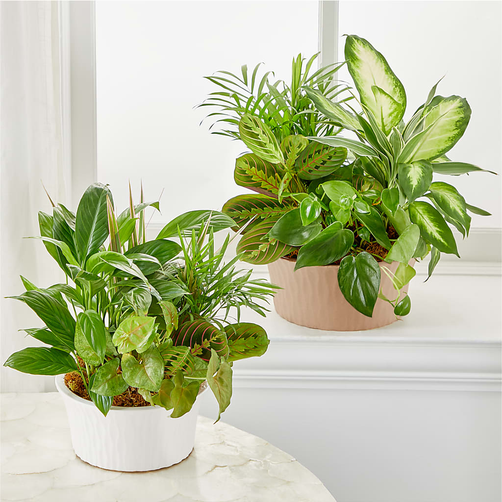 Balance & Harmony Dishgarden – Depot Des Fleurs, Montreal PQ