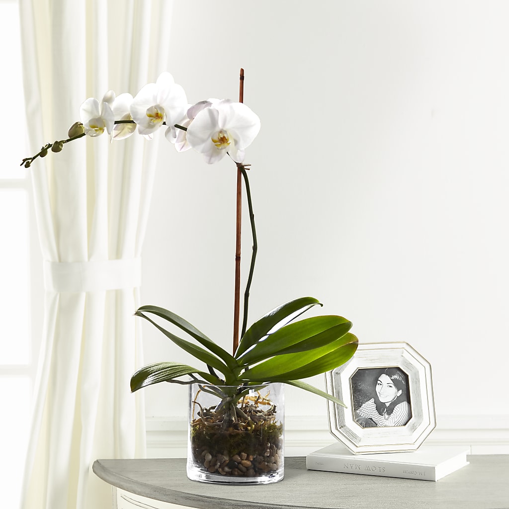 White Orchid Planter – Depot Des Fleurs, Montreal PQ