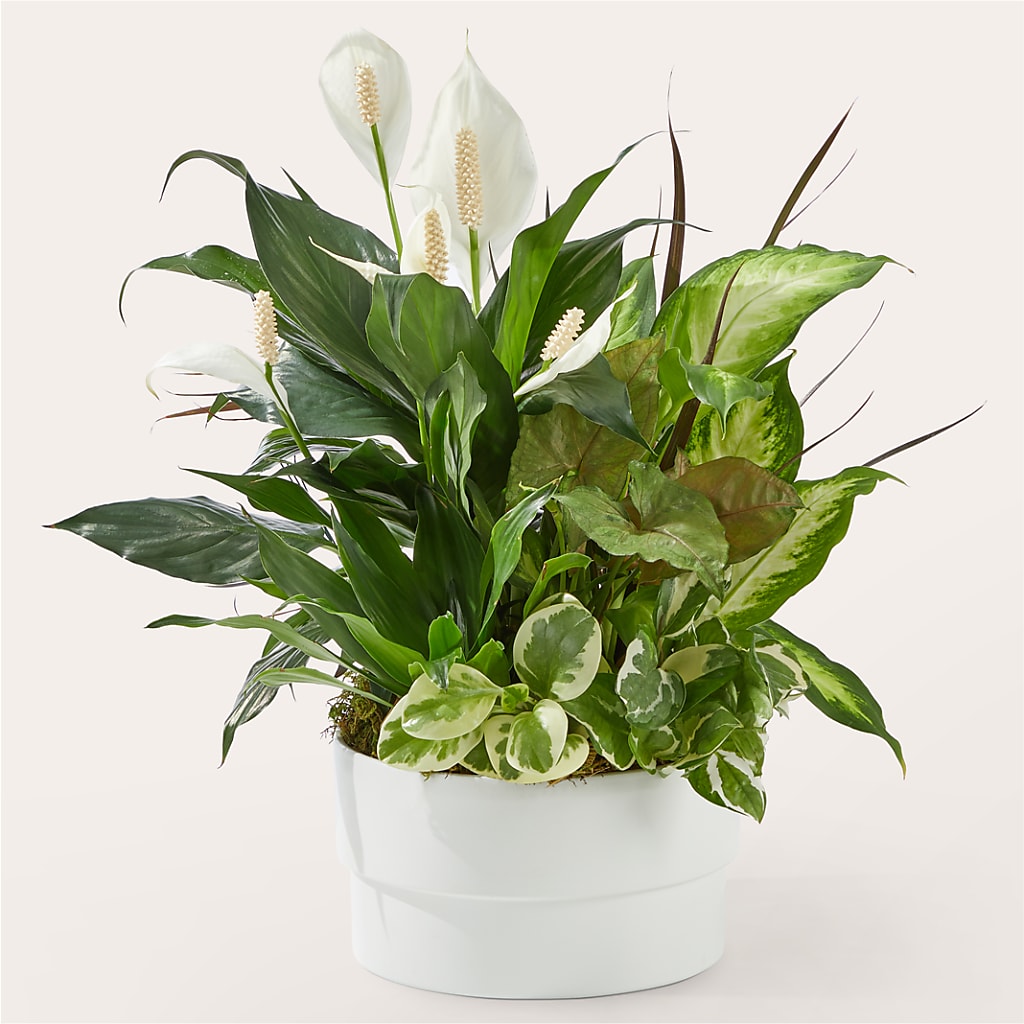 Radiating Positivity Dishgarden – Depot Des Fleurs, Montreal PQ