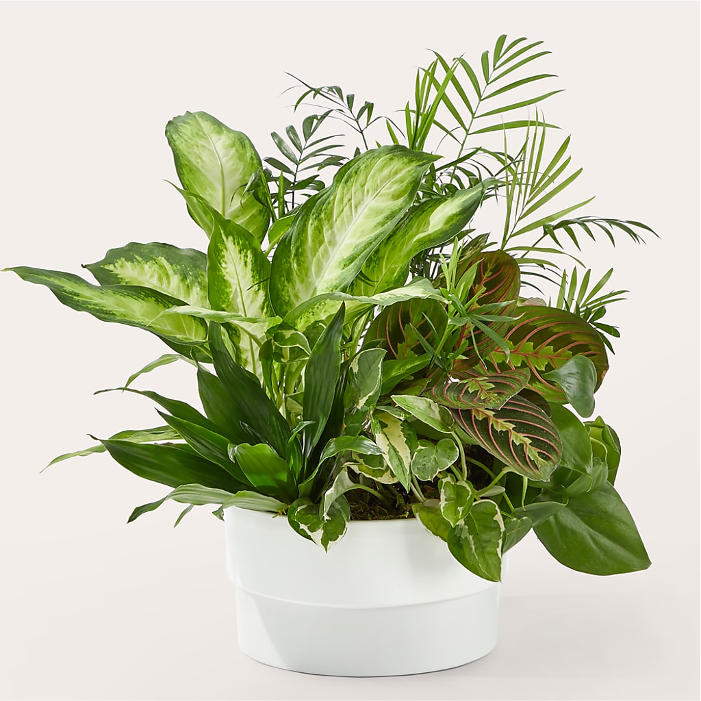 Radiating Positivity Dishgarden – Depot Des Fleurs, Montreal PQ