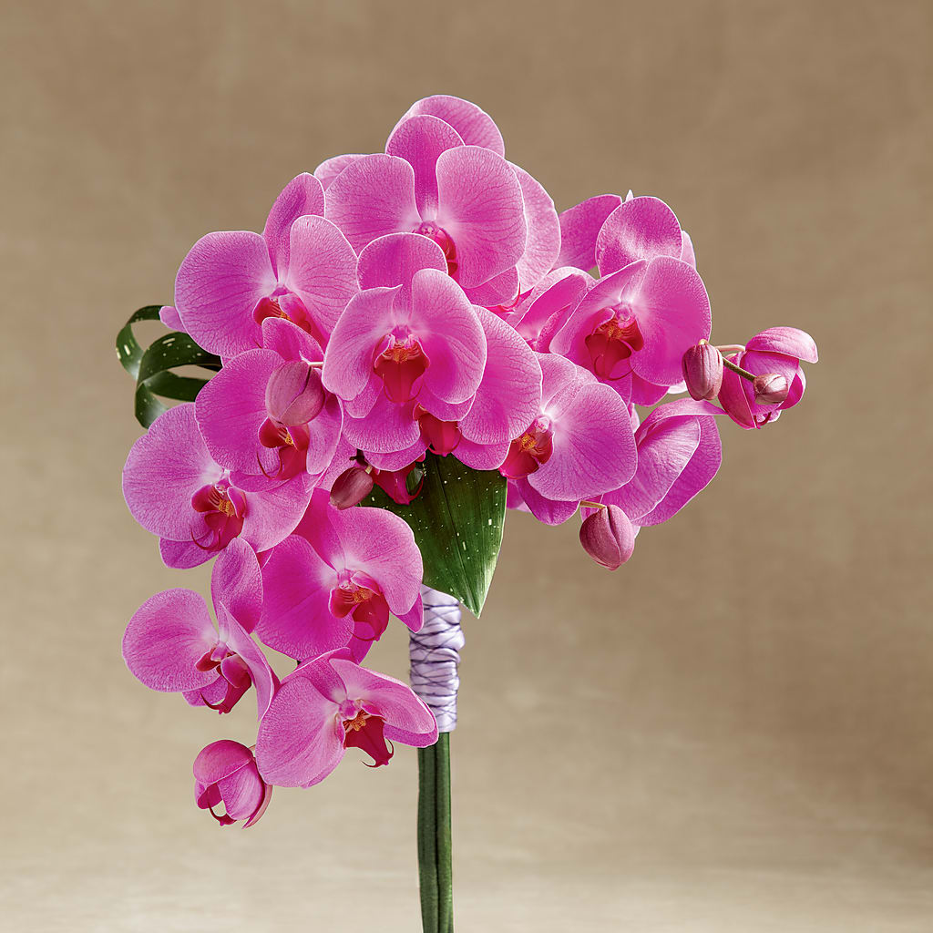 Glorious Bouquet – Depot Des Fleurs, Montreal PQ
