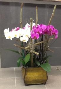 World of Orchid –  Depot Des Fleurs, Montreal PQ