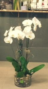 Elegant Orchids –  Depot Des Fleurs, Montreal PQ