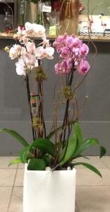 Two Poles –  Depot Des Fleurs, Montreal PQ