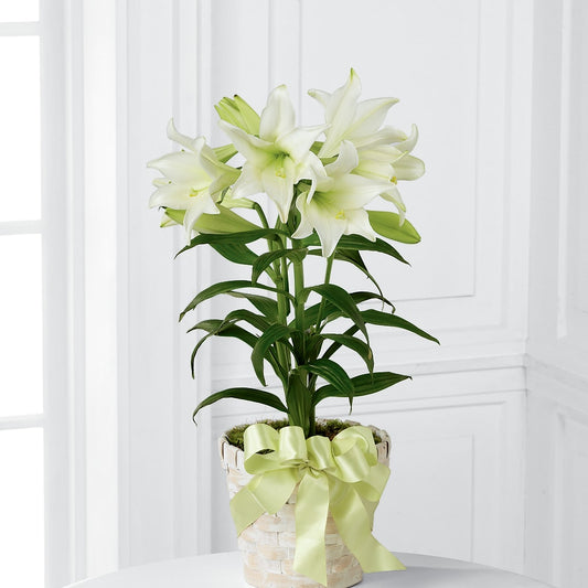 Easter Lily Plant –  Depot Des Fleurs, Montreal PQ