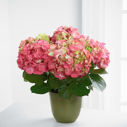 Pink Hydrangea Planter –  Depot Des Fleurs, Montreal PQ