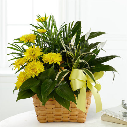 Loving Light Dishgarden –  Depot Des Fleurs, Montreal PQ
