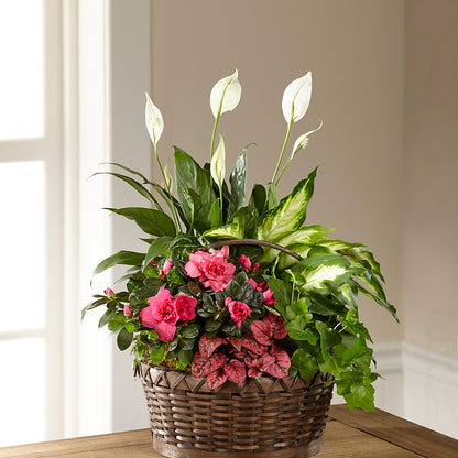 Dream in Pink Dishgarden –  Depot Des Fleurs, Montreal PQ