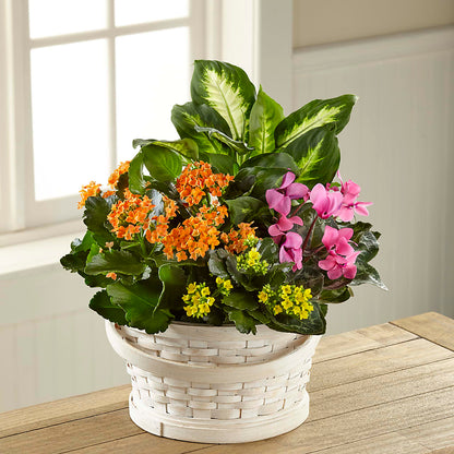Color Crush Dishgarden –  Depot Des Fleurs, Montreal PQ