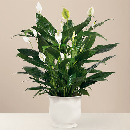 Comfort Planter –  Depot Des Fleurs, Montreal PQ