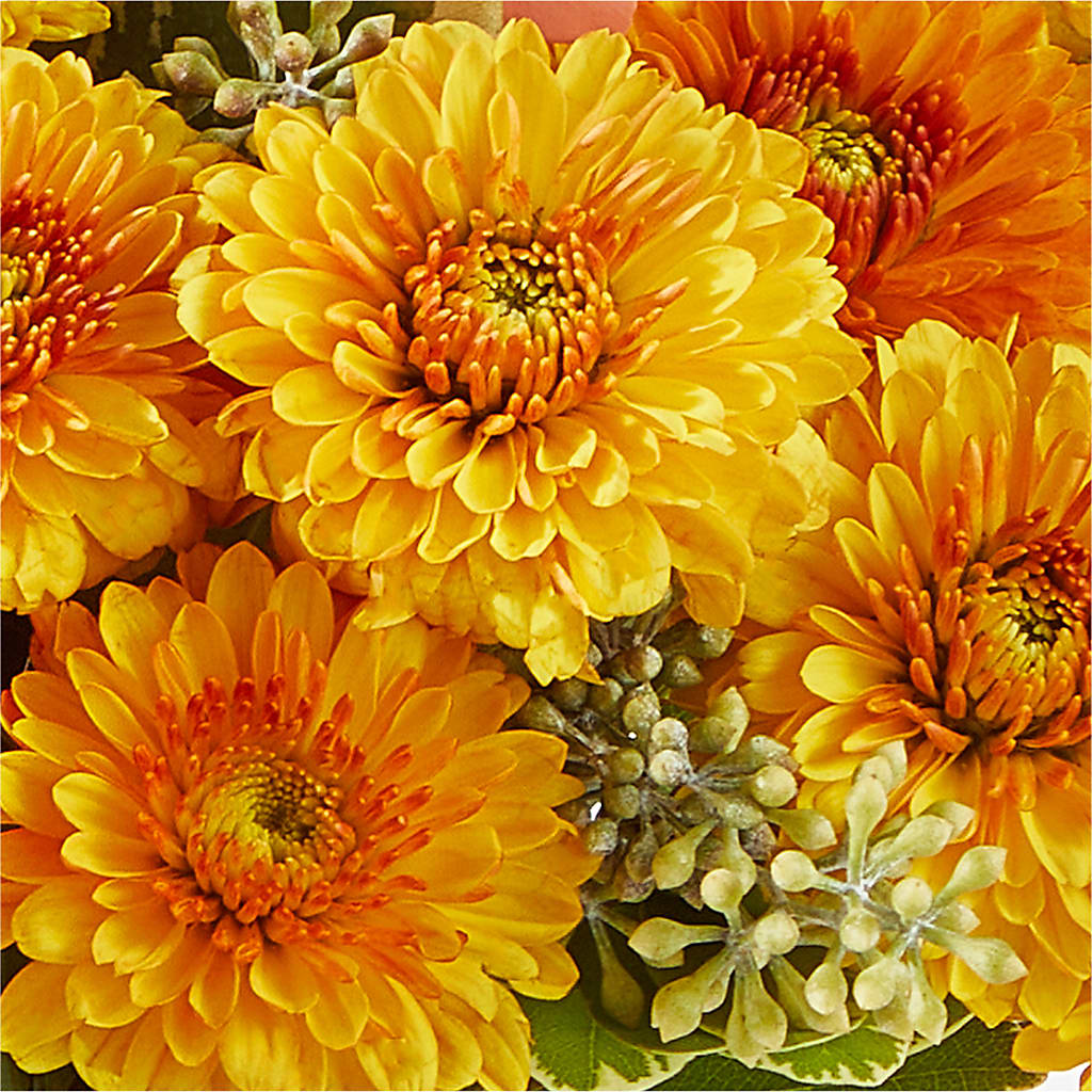 Peachy Pumpkin –  Depot Des Fleurs, Montreal PQ