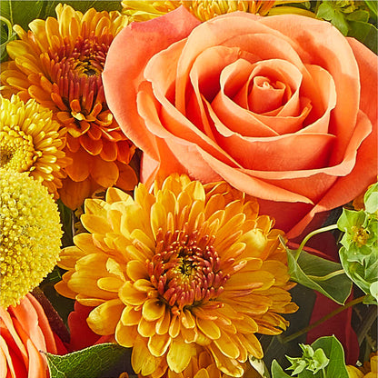 Gourdgeous Pumpkin –  Depot Des Fleurs, Montreal PQ