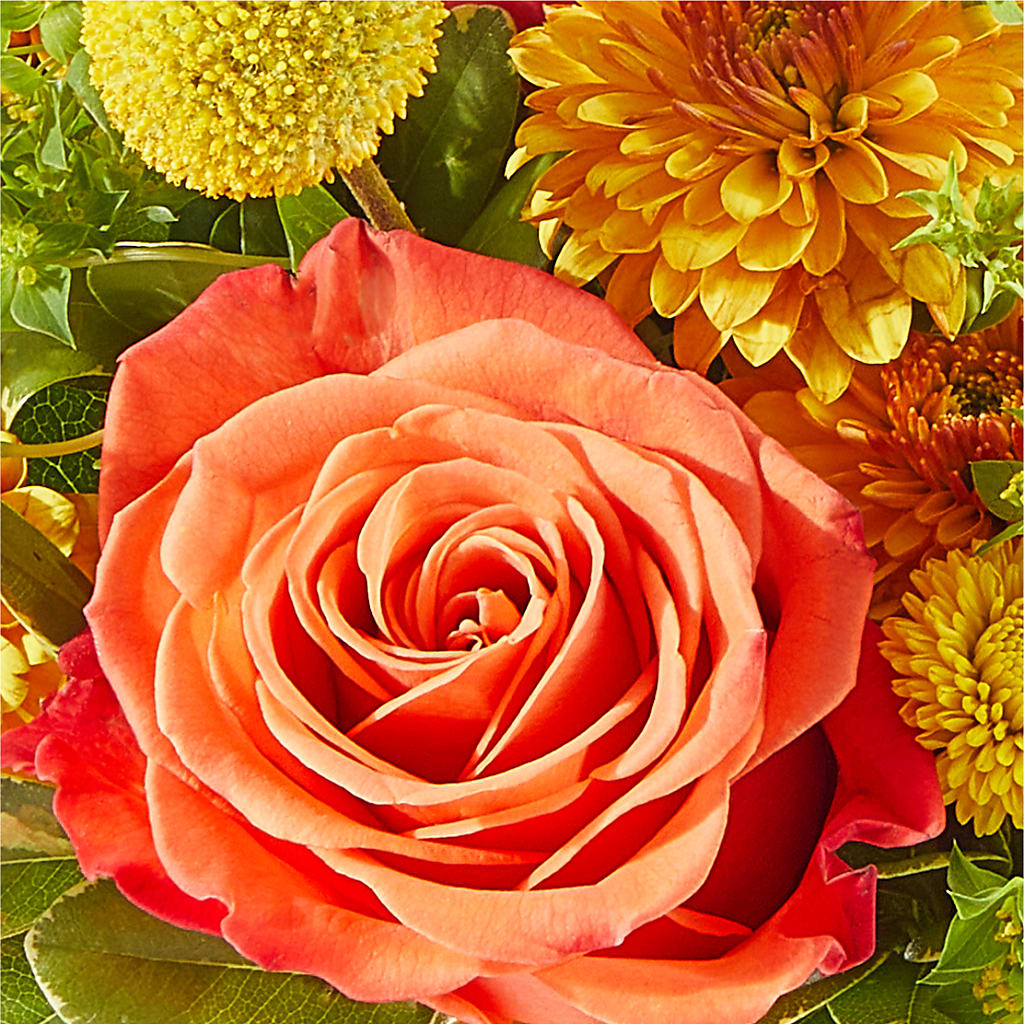 Gourdgeous Pumpkin –  Depot Des Fleurs, Montreal PQ