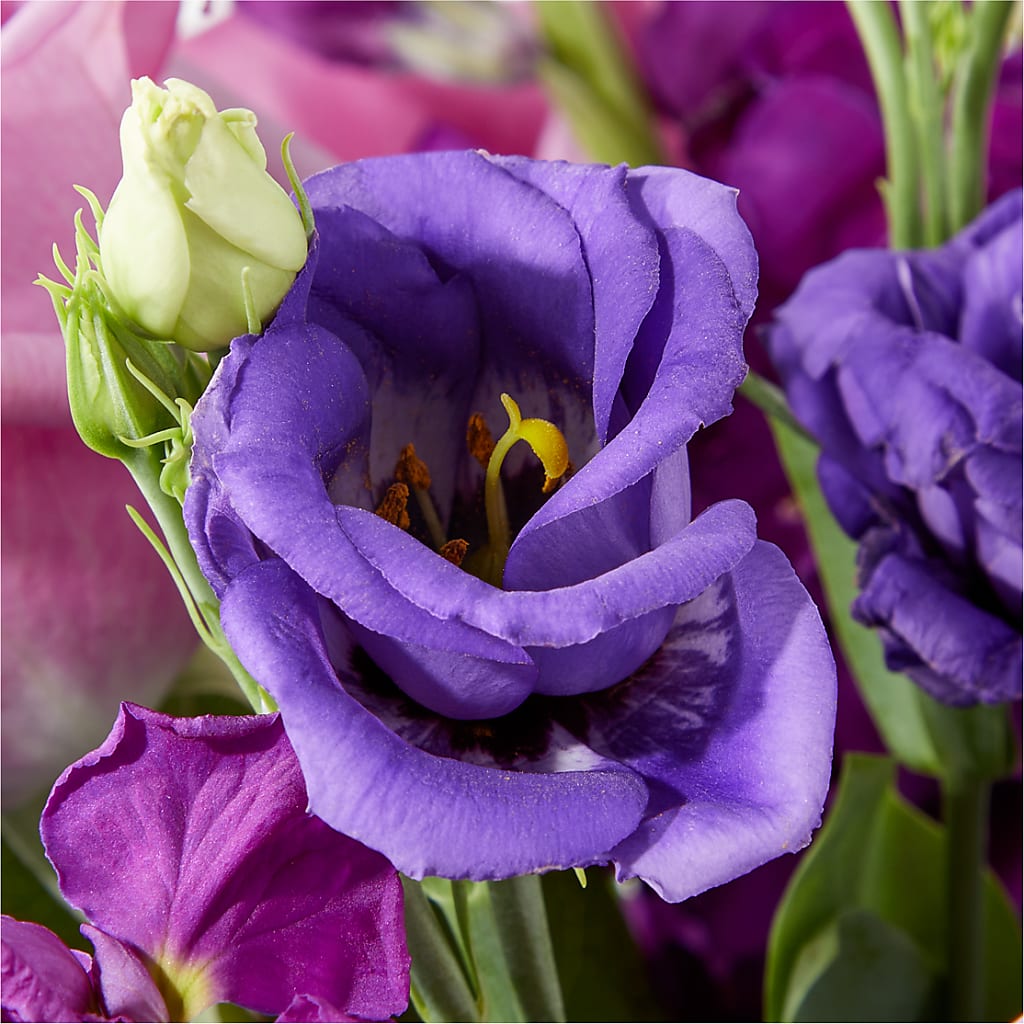 Twilight Glow Bouquet –  Depot Des Fleurs, Montreal PQ
