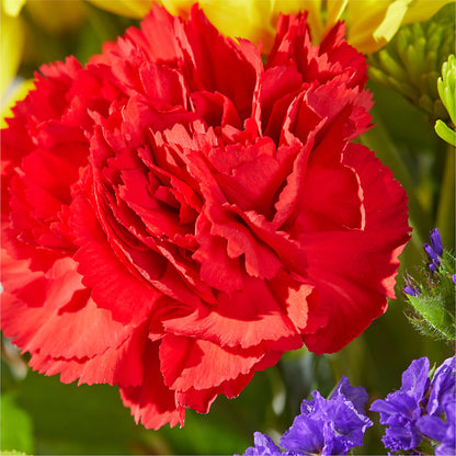 Brighter Days Bouquet –  Depot Des Fleurs, Montreal PQ