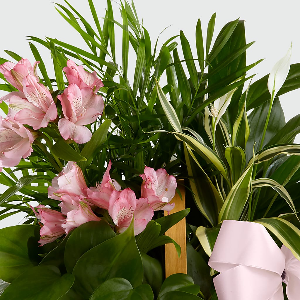 Living Spirit Dishgarden –  Depot Des Fleurs, Montreal PQ