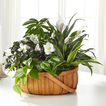 Serene Dishgarden –  Depot Des Fleurs, Montreal PQ