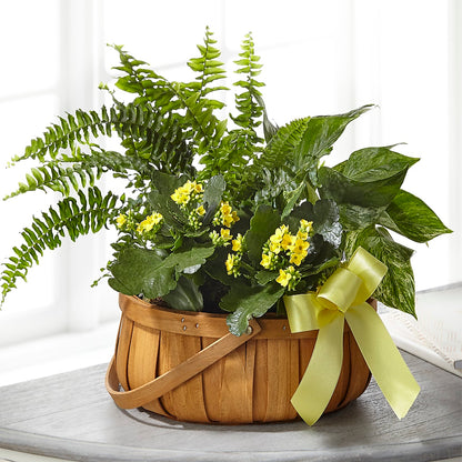 Always Dear Dishgarden –  Depot Des Fleurs, Montreal PQ