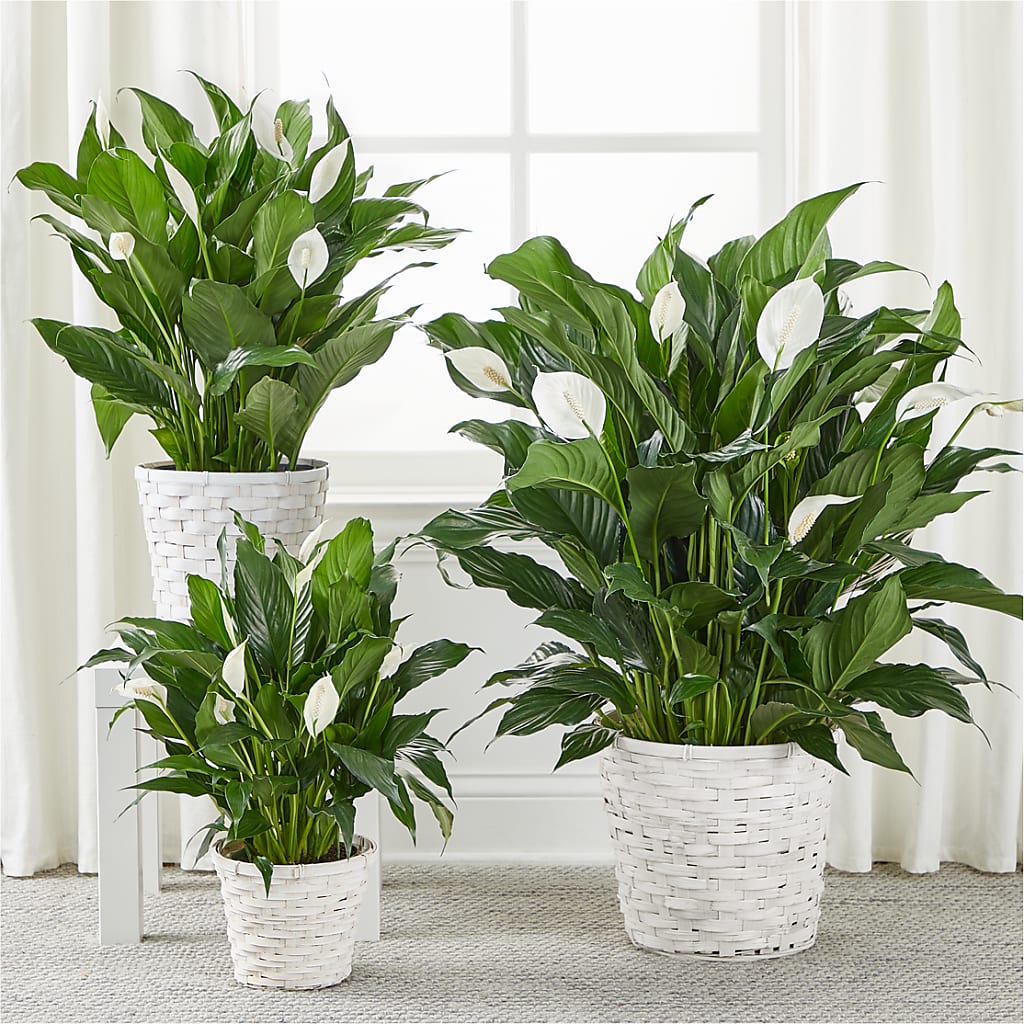 A New Leaf Peace Lily –  Depot Des Fleurs, Montreal PQ