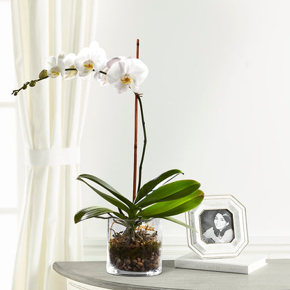 White Orchid Planter –  Depot Des Fleurs, Montreal PQ