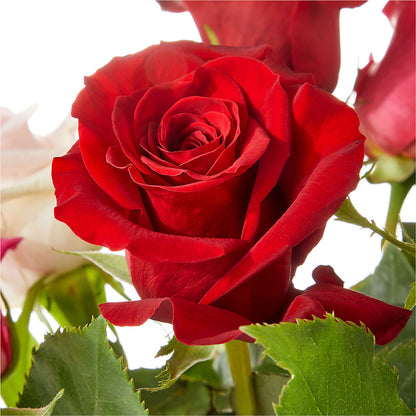 Love Notes Rose Bouquet –  Depot Des Fleurs, Montreal PQ